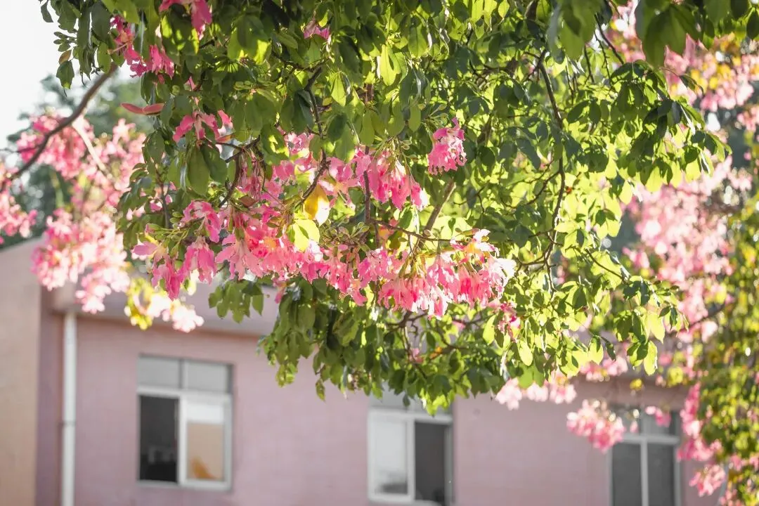 广东高校下“雪”了！年度限定浪漫已上线，超圈“粉”🤩！