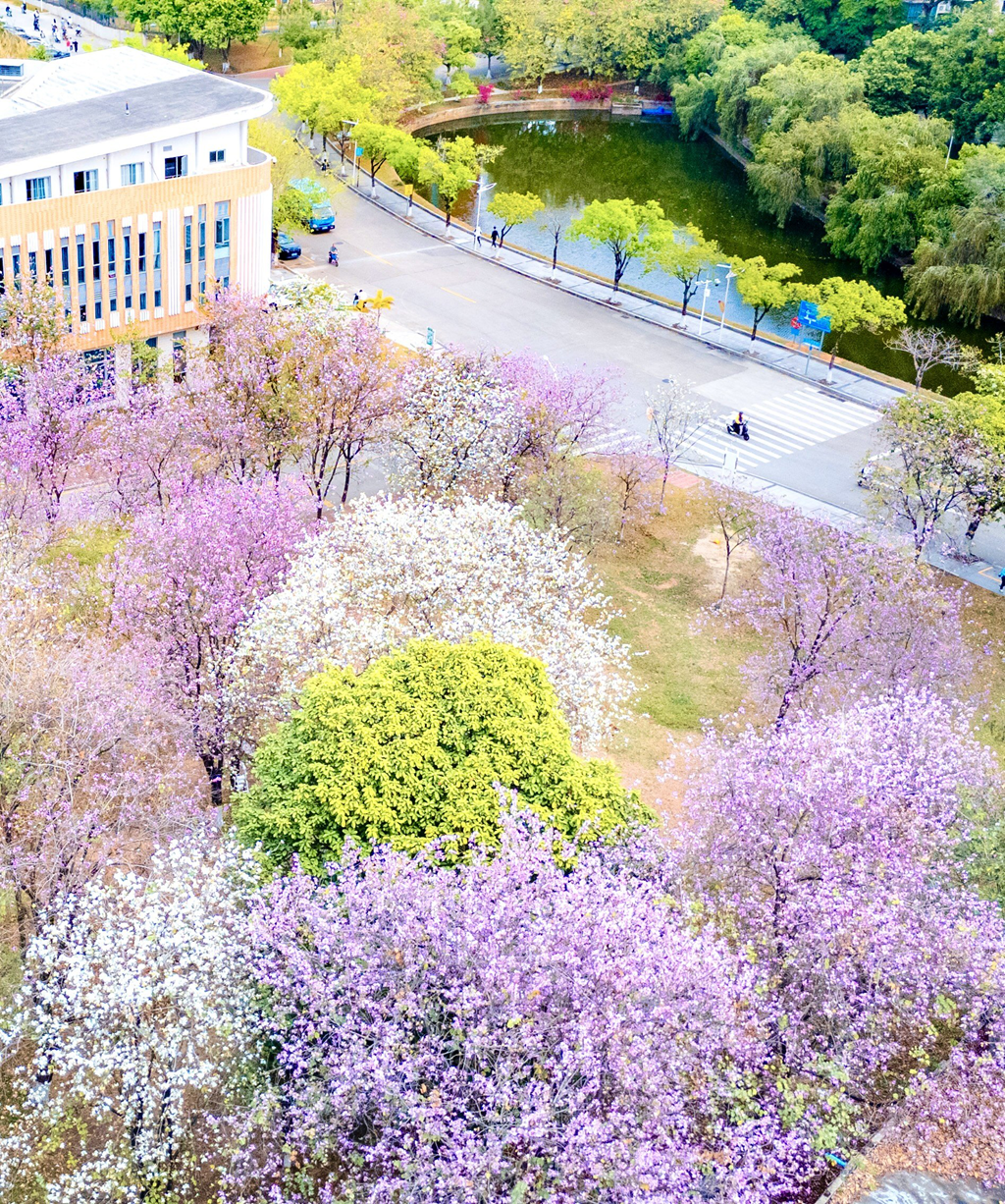跟着《广东第二课堂》去踏春丨“寻找身边的植物朋友”奇趣营招募中