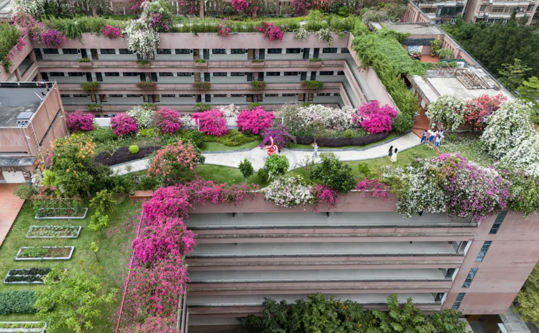 广东娃已经在学校天台“种地”了？网友：现实版“QQ农场”